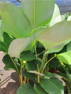 Calathea Lutea - Cobble Patch Loganlea