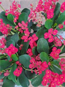 Euphorbia Somona Red - Cobble Patch Loganlea